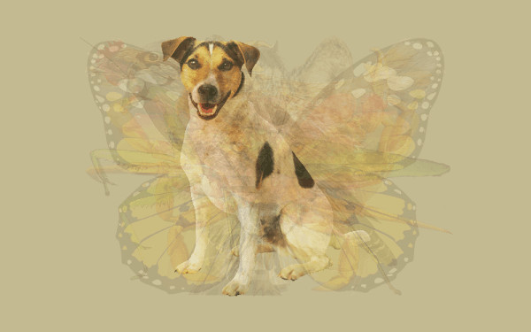 contioutra.com - O primeiro animal que voc&ecirc; v&ecirc; nesta imagem determinar&aacute; sua personalidade