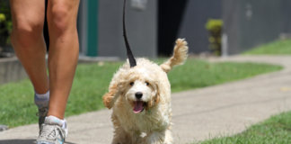O verão chegou. Você sabe proteger seu cachorro na estação mais quente do ano? O verão chegou. Você sabe proteger seu cachorro na estação mais quente do ano?