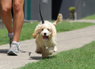 O verão chegou. Você sabe proteger seu cachorro na estação mais quente do ano?