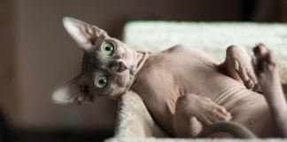 Gatos pelados, uma exótica opção para os alérgicos.