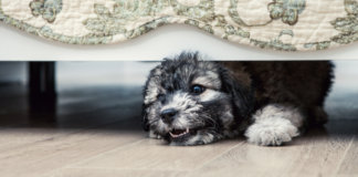 O lado obscuro dos cães. Eles também tem dias ruins e direito a escolhas. O lado obscuro dos cães. Eles também tem dias ruins e direito a escolhas.