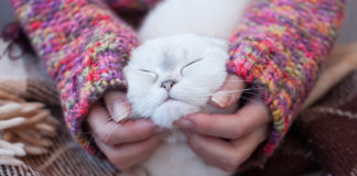 Conheça os 5 tipos de donos de gatos