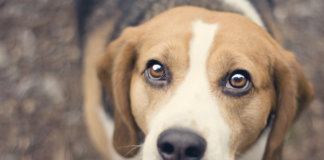 Enquanto você não amar um animal, sua alma estará adormecida Enquanto você não amar um animal, sua alma estará adormecida