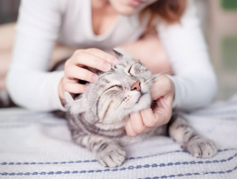 contioutra.com - A ciência prova: gatos são terapeutas holíticos e reduzem riscos de ataques cardíacos