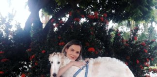 Conheçam o Borzoi! Um gigante russo educado e gentil.