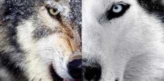 A fábula dos dois lobos – Qual deles você quer alimentar?