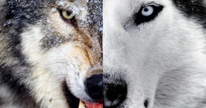 A fábula dos dois lobos – Qual deles você quer alimentar?