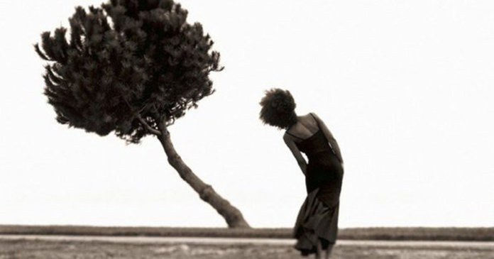 ARVORE-TORTA-CONTI “A posição correta de uma árvore torta” – por Paulo Roberto Goefke