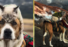 A amizade perfeita entre um cão e um gato em imagens inacreditáveis