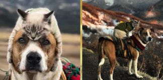 A amizade perfeita entre um cão e um gato em imagens inacreditáveis