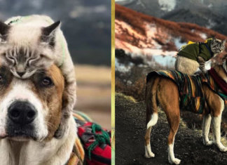 A amizade perfeita entre um cão e um gato em imagens inacreditáveis