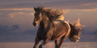 O que a história do cavalo e o poço pode te ensinar sobre superação