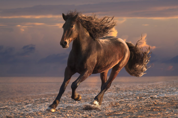 O que a história do cavalo e o poço pode te ensinar sobre superação
