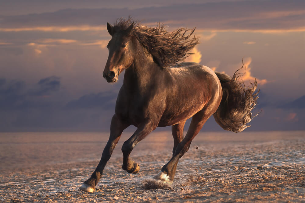 eexistia um dono de cavalo que caiu no poco ele tentou｜Pesquisa