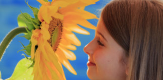 A lição dos girassóis