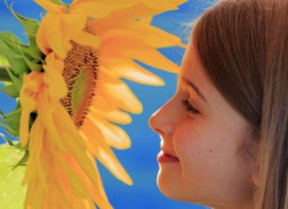 A lição dos girassóis