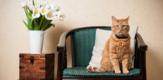 A sabedoria do gato A sabedoria do gato