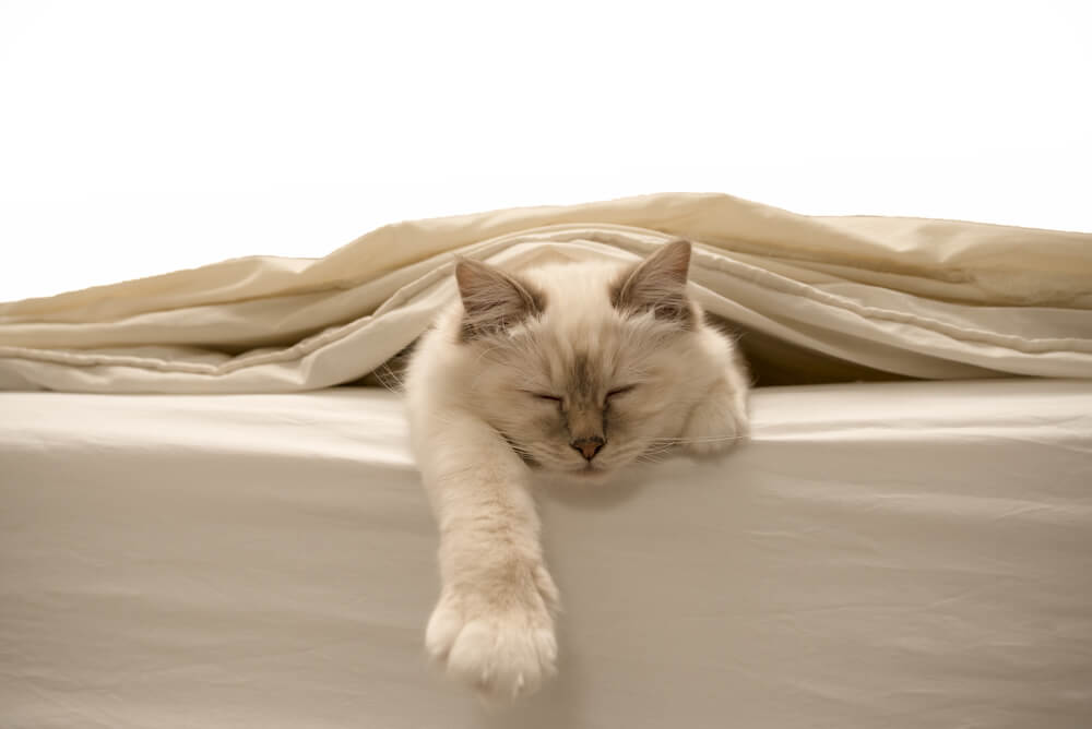 contioutra.com - 7 benefícios de compartilhar sua cama com o seu animal de estimação