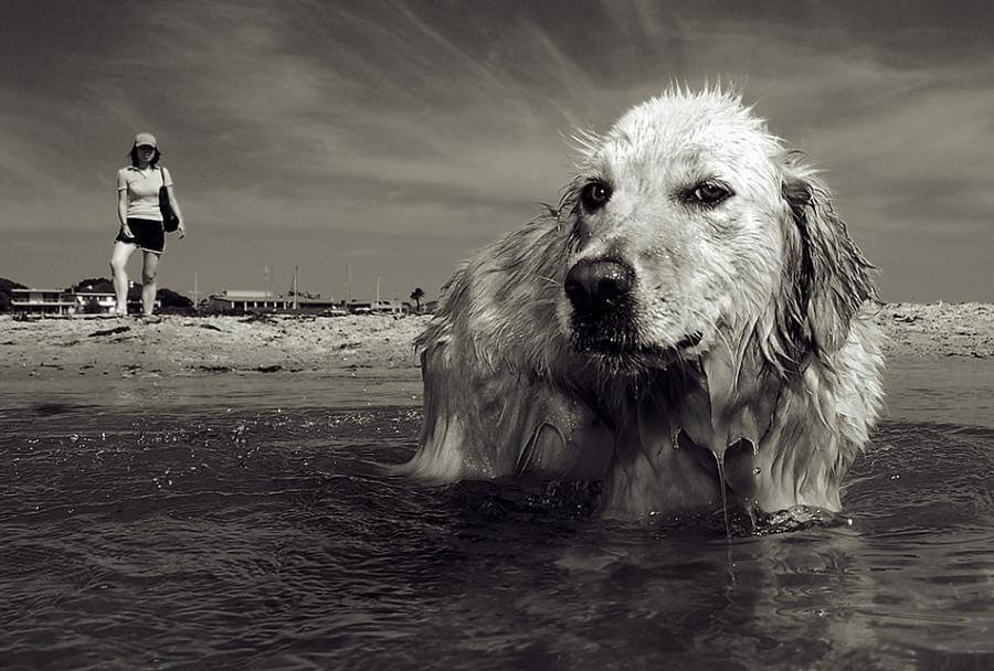 contioutra.com - 80 das mais encantadoras e surpreendentes imagens de cães que você já viu