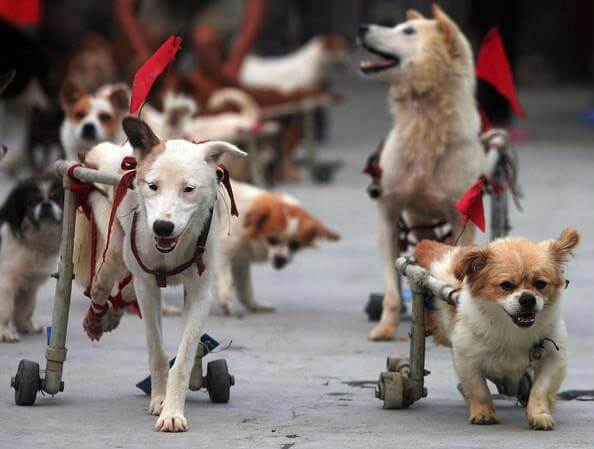 contioutra.com - 80 das mais encantadoras e surpreendentes imagens de cães que você já viu