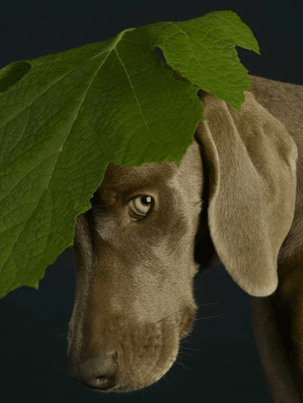 contioutra.com - 80 das mais encantadoras e surpreendentes imagens de c&atilde;es que voc&ecirc; j&aacute; viu