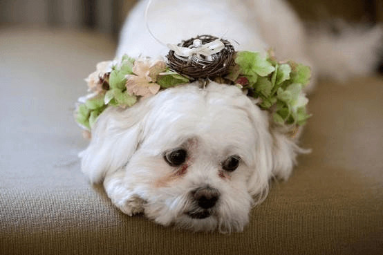contioutra.com - 80 das mais encantadoras e surpreendentes imagens de c&atilde;es que voc&ecirc; j&aacute; viu