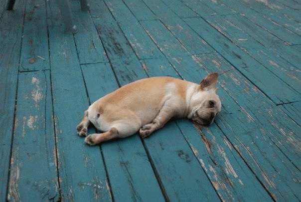 contioutra.com - 80 das mais encantadoras e surpreendentes imagens de c&atilde;es que voc&ecirc; j&aacute; viu