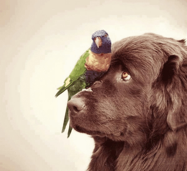 contioutra.com - 80 das mais encantadoras e surpreendentes imagens de c&atilde;es que voc&ecirc; j&aacute; viu