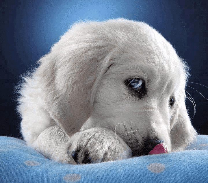 contioutra.com - 80 das mais encantadoras e surpreendentes imagens de c&atilde;es que voc&ecirc; j&aacute; viu