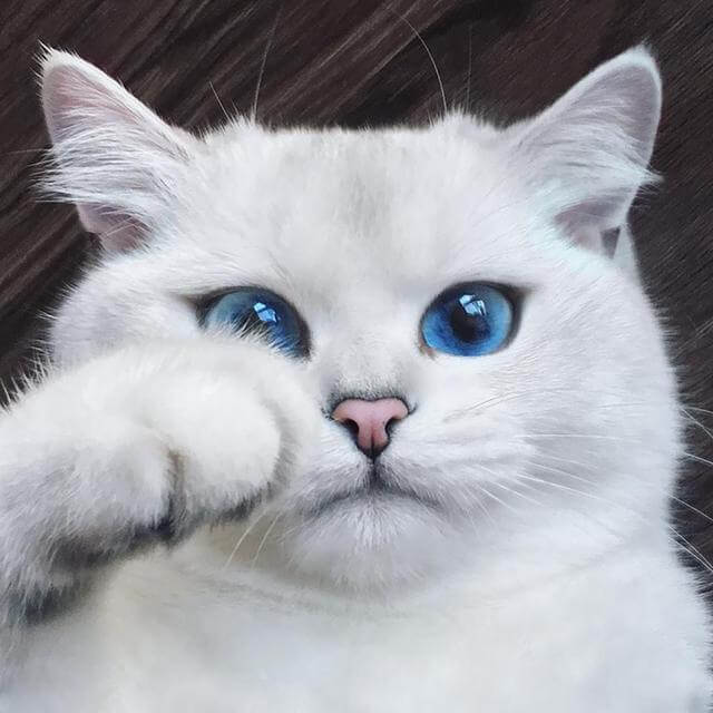 contioutra.com - 16 dos gatos mais lindos do mundo! Confira!