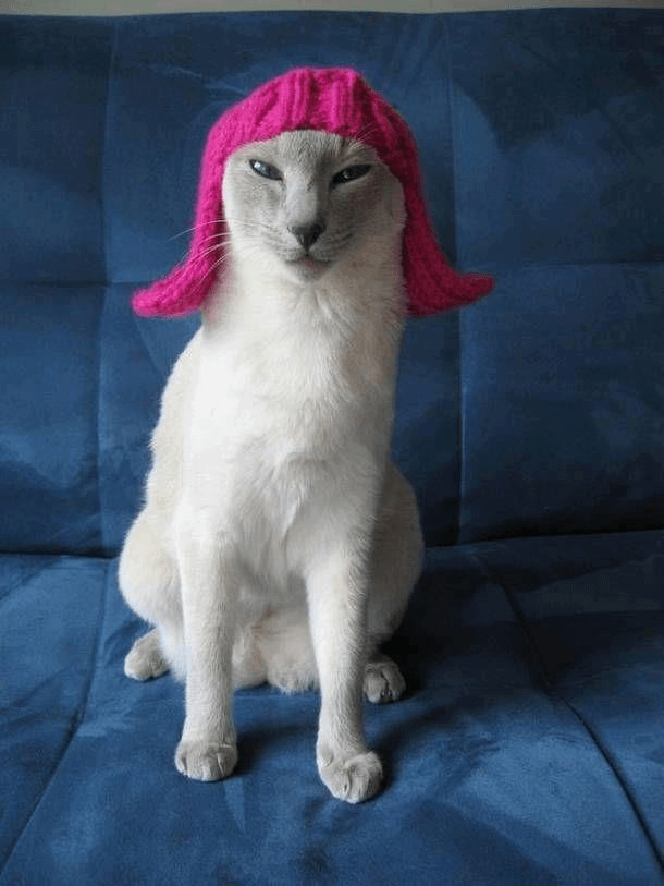 contioutra.com - 23 imagens de gatos que possuem um senso de humor melhor do que o seu