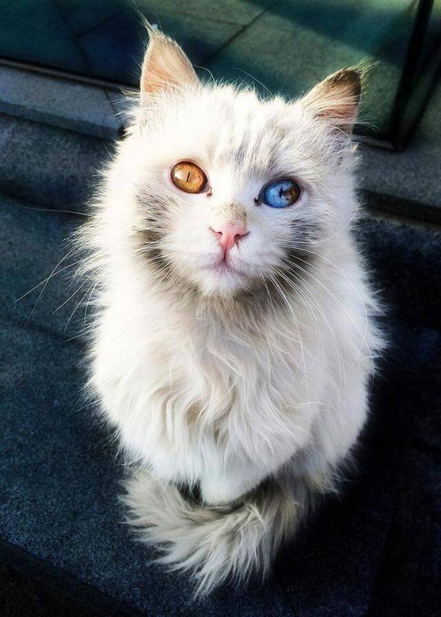 contioutra.com - 16 dos gatos mais lindos do mundo! Confira!