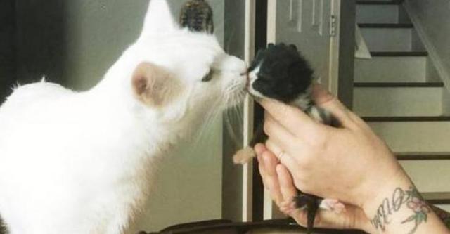 contioutra.com - Conheça o gato especial que acolhe e abraça os novos gatinhos que chegam no abrigo