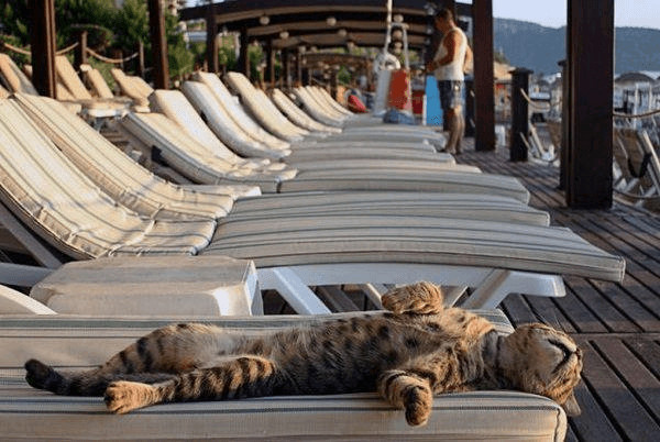 contioutra.com - 23 imagens de gatos que possuem um senso de humor melhor do que o seu