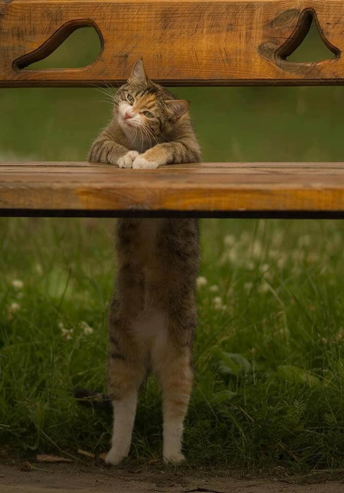 contioutra.com - 23 imagens de gatos que possuem um senso de humor melhor do que o seu