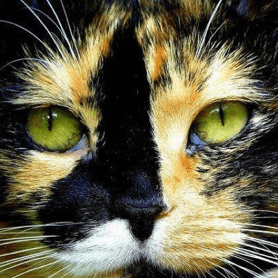 contioutra.com - 19 gatos com as manchas mais incr&iacute;veis e raras que voc&ecirc; pode imaginar