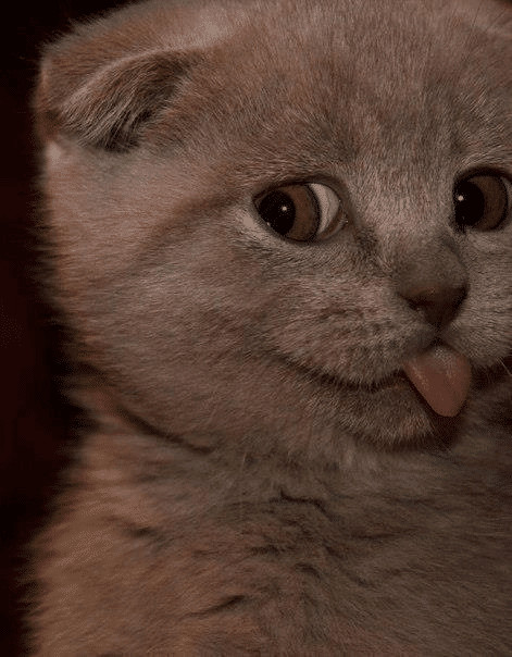 contioutra.com - 23 imagens de gatos que possuem um senso de humor melhor do que o seu