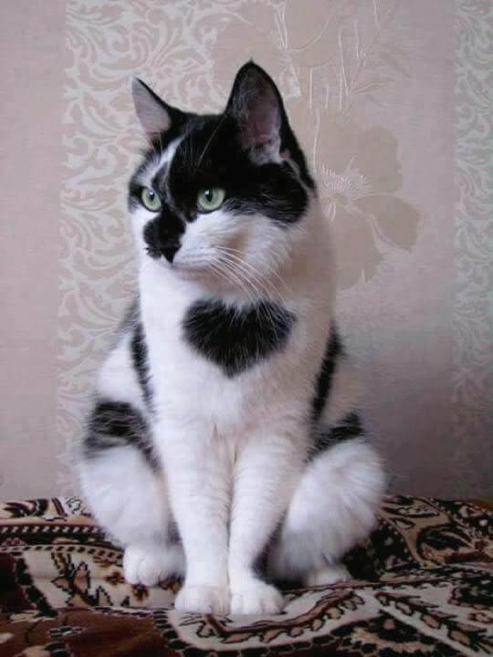 contioutra.com - 19 gatos com as manchas mais incríveis e raras que você pode imaginar