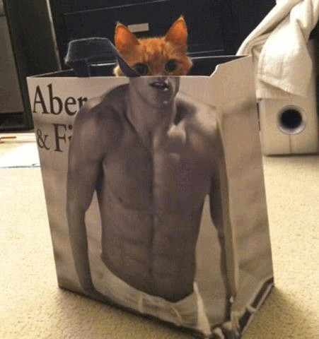 contioutra.com - 23 imagens de gatos que possuem um senso de humor melhor do que o seu