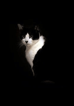 contioutra.com - 19 gatos com as manchas mais incr&iacute;veis e raras que voc&ecirc; pode imaginar