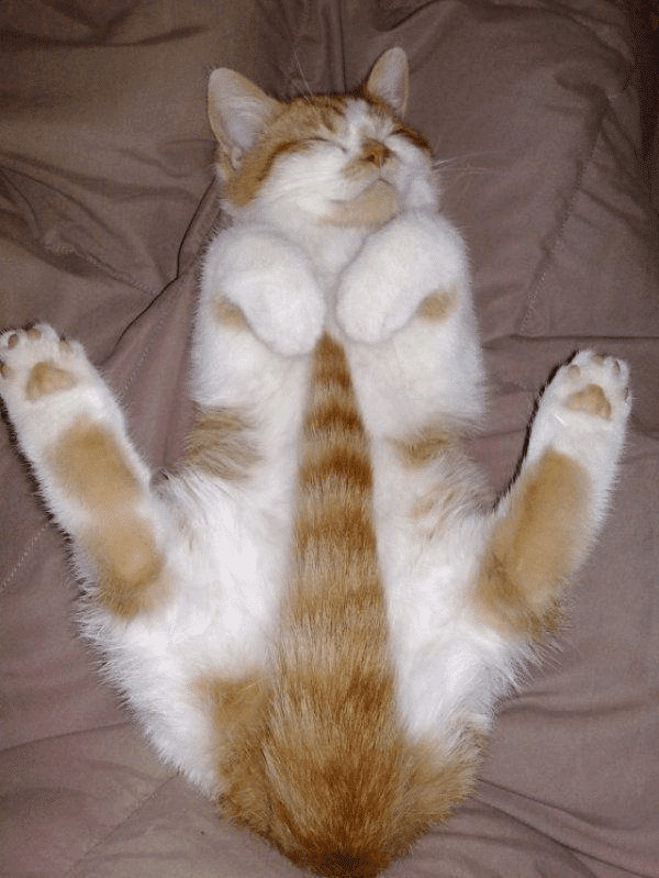 contioutra.com - 23 imagens de gatos que possuem um senso de humor melhor do que o seu