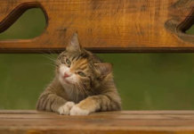 23 imagens de gatos que possuem um senso de humor melhor do que o seu 23 imagens de gatos que possuem um senso de humor melhor do que o seu