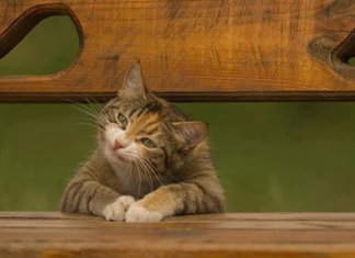 23 imagens de gatos que possuem um senso de humor melhor do que o seu