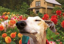 80 das mais encantadoras e surpreendentes imagens de cães que você já viu 80 das mais encantadoras e surpreendentes imagens de cães que você já viu