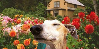 80 das mais encantadoras e surpreendentes imagens de cães que você já viu 80 das mais encantadoras e surpreendentes imagens de cães que você já viu