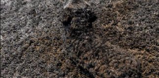 15 Imagens onde você terá que olhar duas vezes para achar o cão