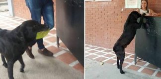 Cão vê alunos comprando lanche em cantina e entrega folha para ganhar biscoito