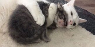 Conheça o gato especial que acolhe e abraça os novos gatinhos que chegam no abrigo Conheça o gato especial que acolhe e abraça os novos gatinhos que chegam no abrigo