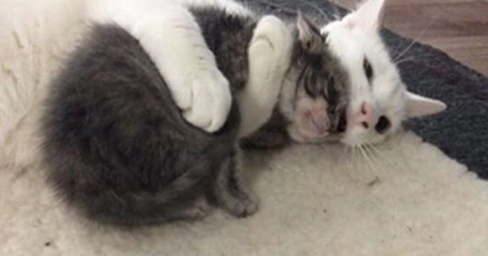 Conheça o gato especial que acolhe e abraça os novos gatinhos que chegam no abrigo