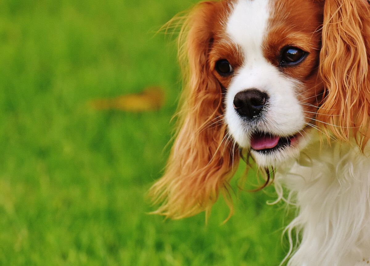contioutra.com - A ciência confirma: cães podem sentir se uma pessoa é má ou não
